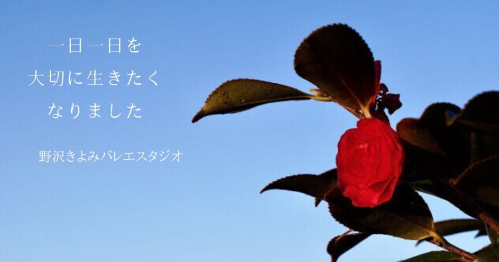 相模原のバレエ教室野沢きよみバレエスタジオー冬空の椿